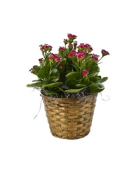Kalanchoe Plant