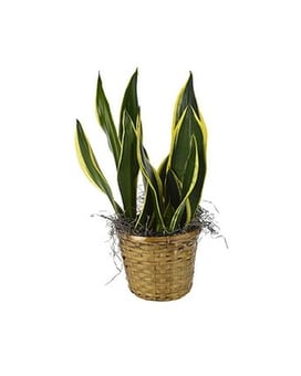Sansevieria Plant