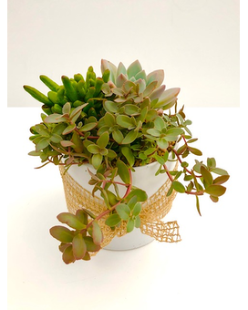 Succulent Garden Plant